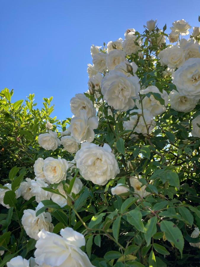 La Rosa Del Lago บรักชาโน ภายนอก รูปภาพ
