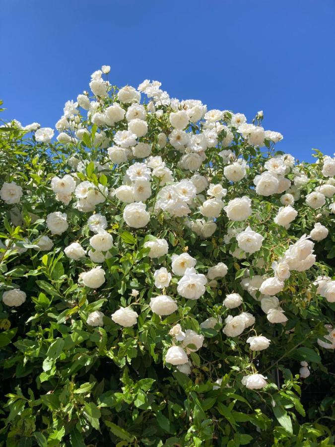 La Rosa Del Lago บรักชาโน ภายนอก รูปภาพ